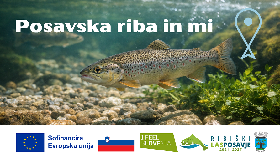 posavska-riba.jpeg